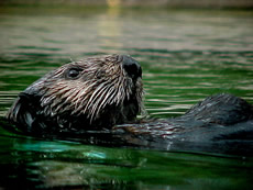 River Otter (Lutra Canadensis)