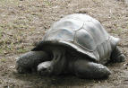 Tortoises are any of the land-dwelling turtles of the family Testudinidae. The Desert Tortoise t is one of 4 species of the genus Gopherus, known collectively as gopher tortoises. Gopher tortoises are characterized by brown shells 8-15inches long with flattened front limbs adapted for burrowing.