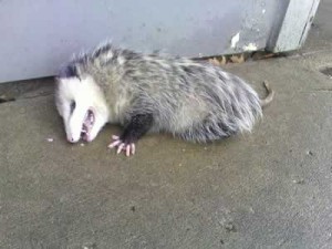 Opossum playing possum